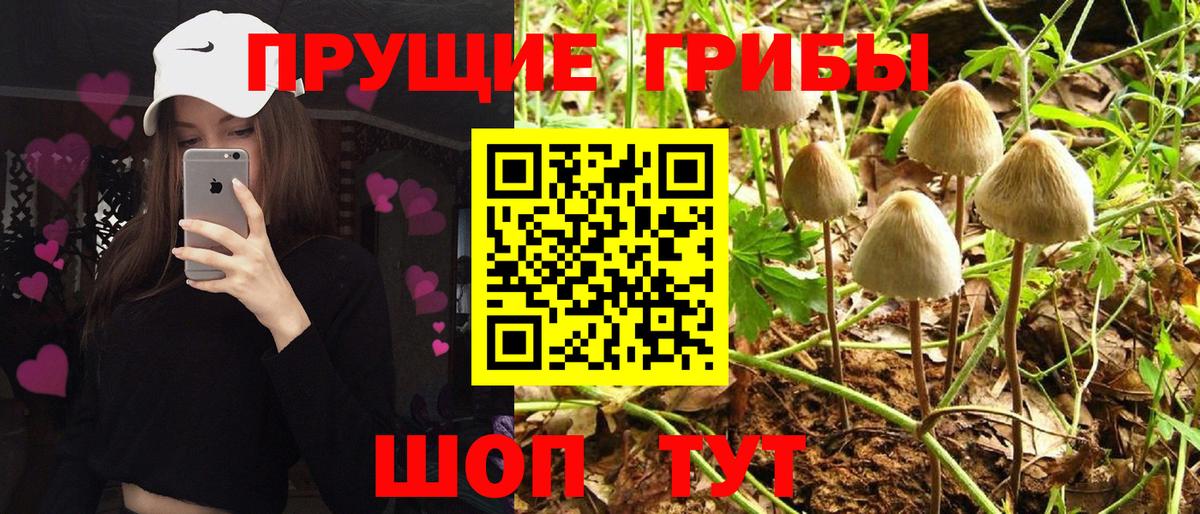купить закладку  Вход с VPN  Вятские Поляны  Галлюциногенные грибы прущие грибы 